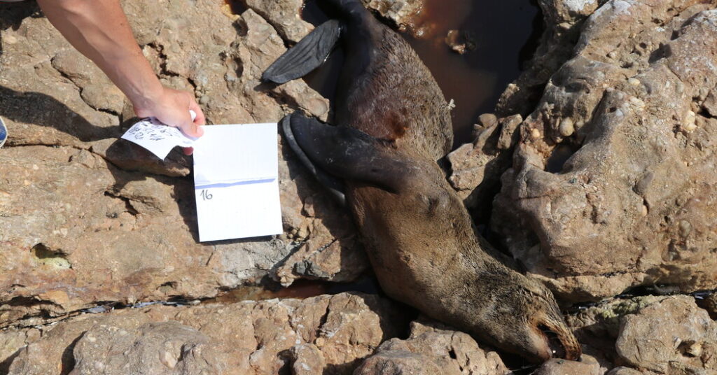 rabies-is-spreading-in-south-african-seals,-scientists-say